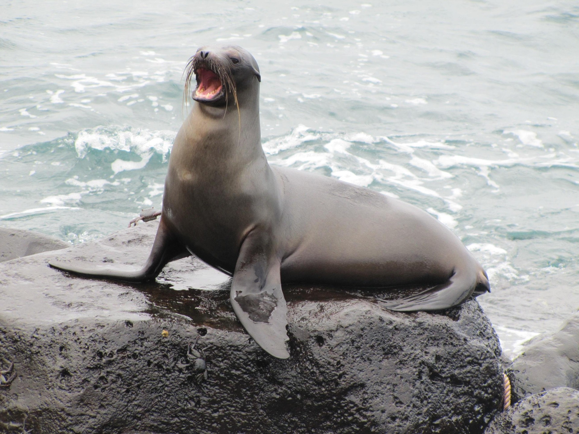Blog Galápagos